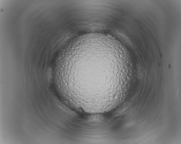 X0000073930077200609082313