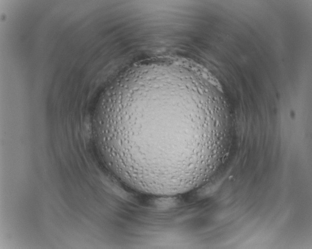 X0000073930085200609082313