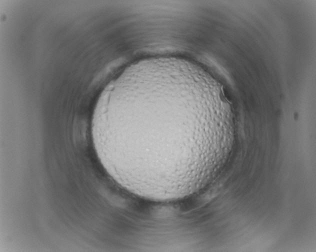 X0000073930115200609082313