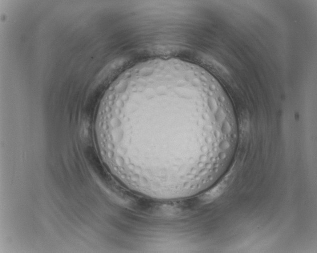 X0000073930166200609082312