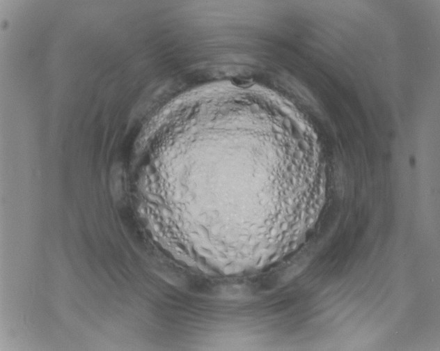 X0000073930169200609082312