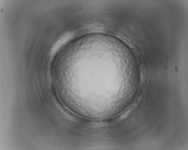 X0000073930245200609082310