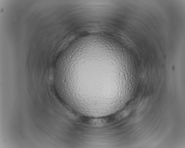 X0000073930277200609082310