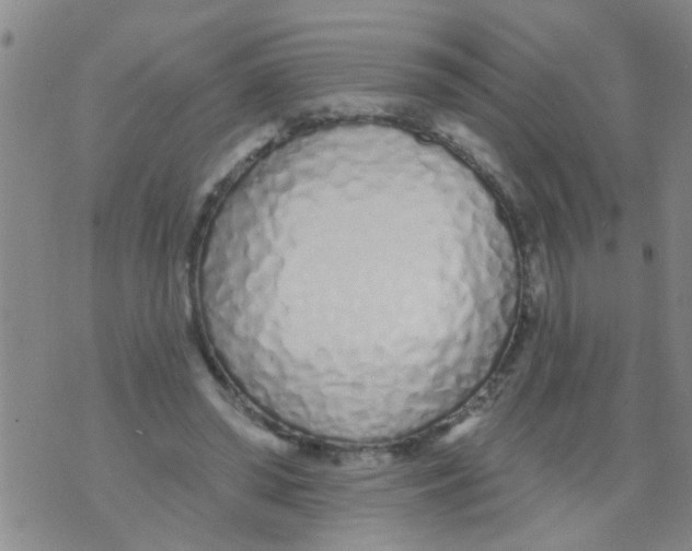 X0000073930398200609082308