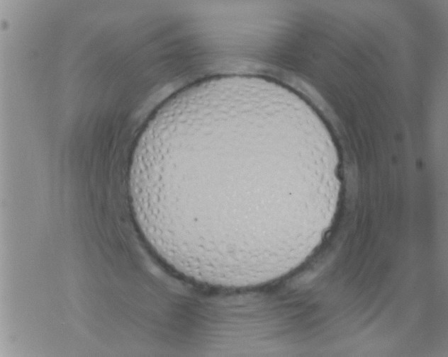 X0000073930433200609082307