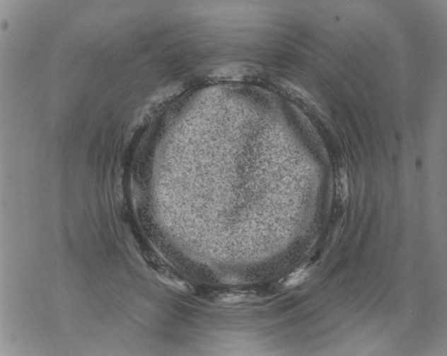 X0000073930504200609082306