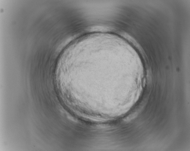 X0000073930529200609082305