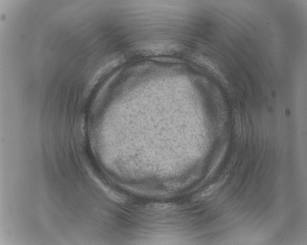 X0000073930590200609082305