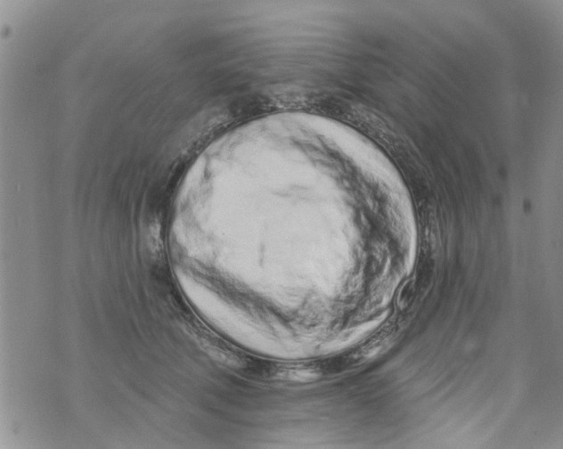 X0000073930610200609082304