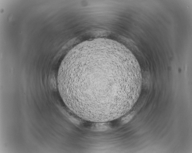 X0000073930622200609082304