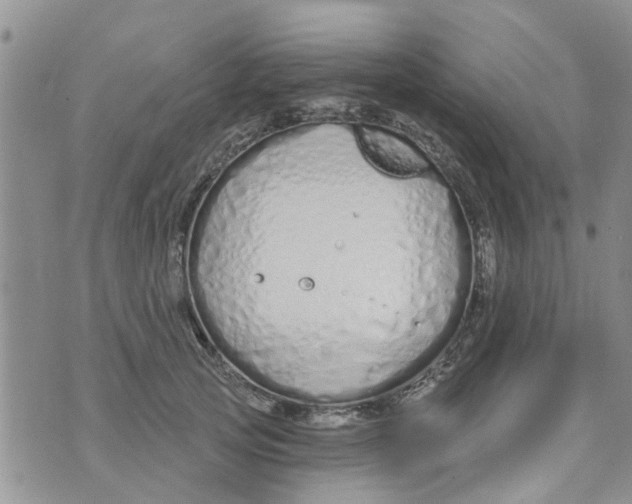 X0000073930753200609082302