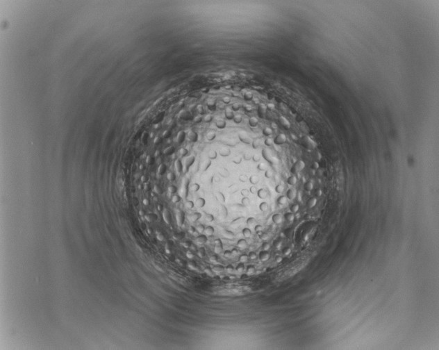 X0000073930754200609082302