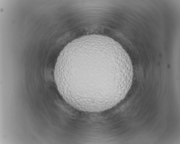 X0000073930770200609082302