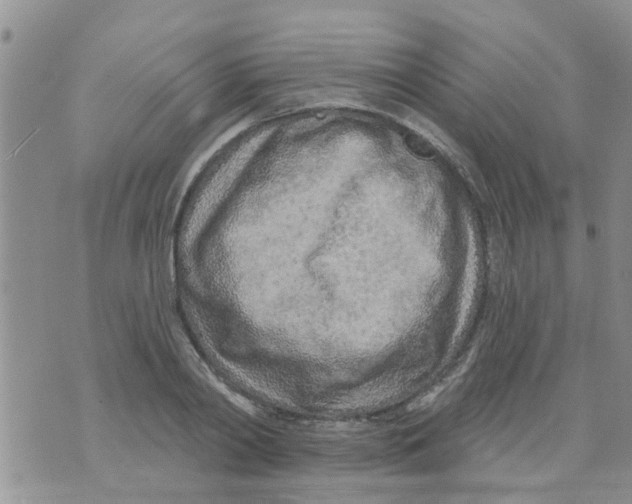 X0000073930790200609082302