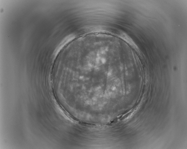 X0000073930806200609082301