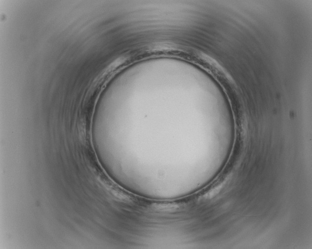 X0000073930825200609082301