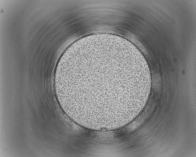 X0000073930856200609082301