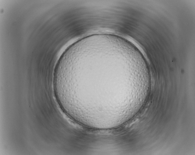 X0000073930861200609082301