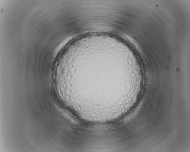 X0000073930875200609082300