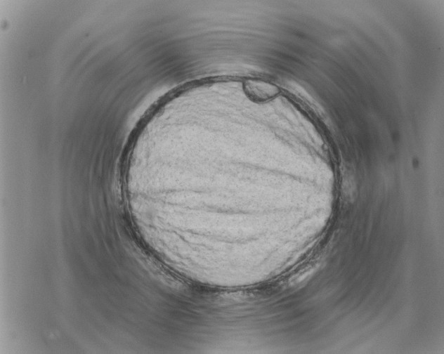 X0000073930883200609082300