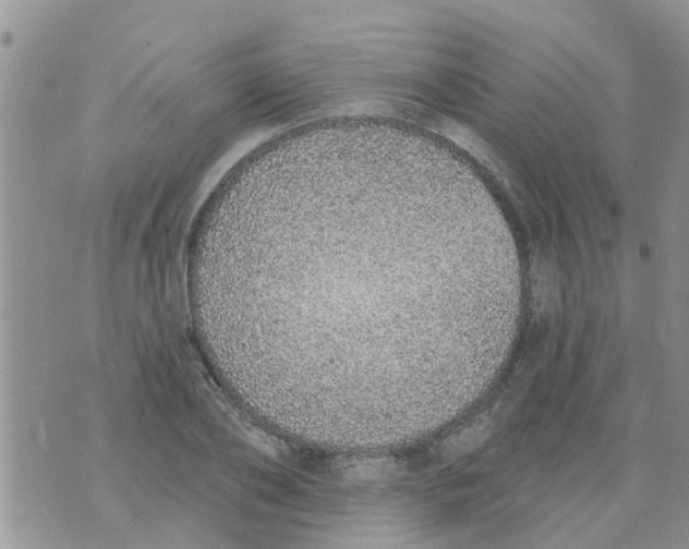 X0000073930886200609082300