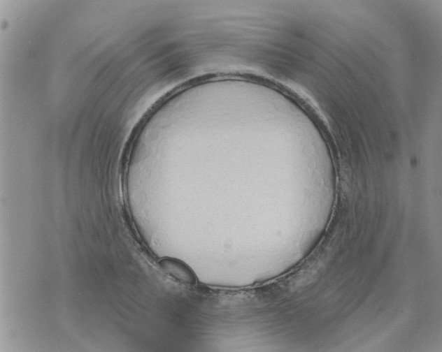 X0000073930887200609082300