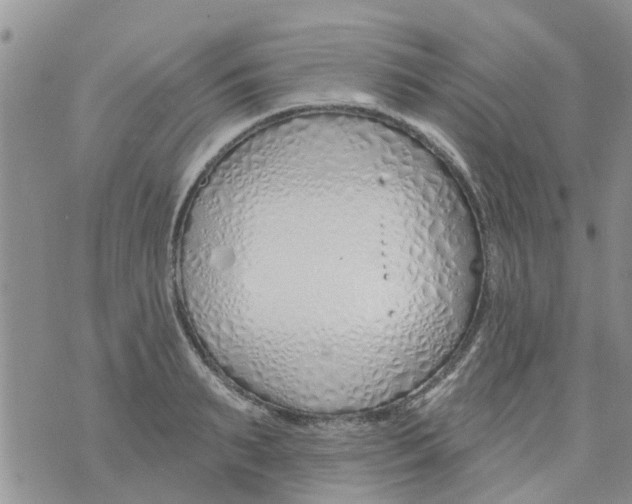 X0000073930895200609082300