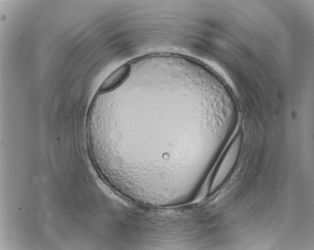 X0000073930903200609082300