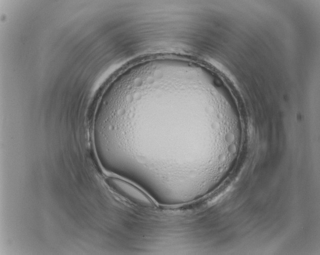 X0000073930925200609082259