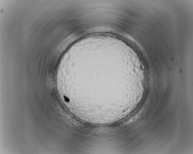 X0000073930929200609082259