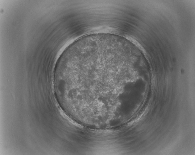 X0000073930941200609082259