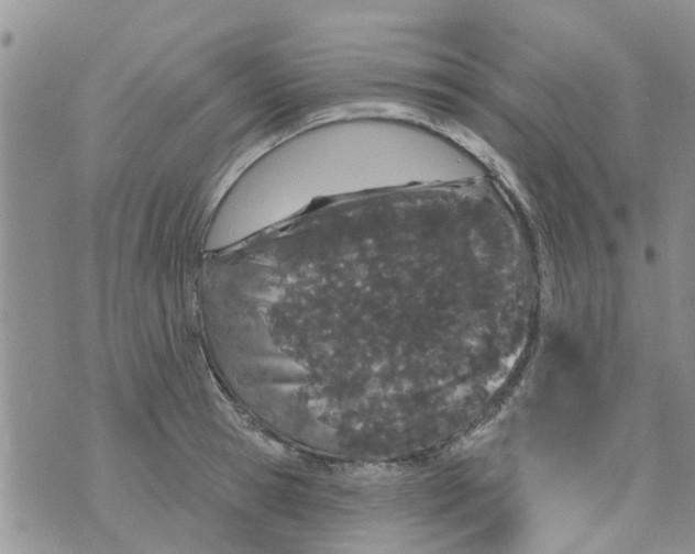 X0000073930945200609082259