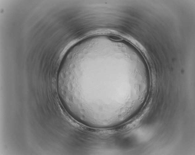 X0000073930953200609082259