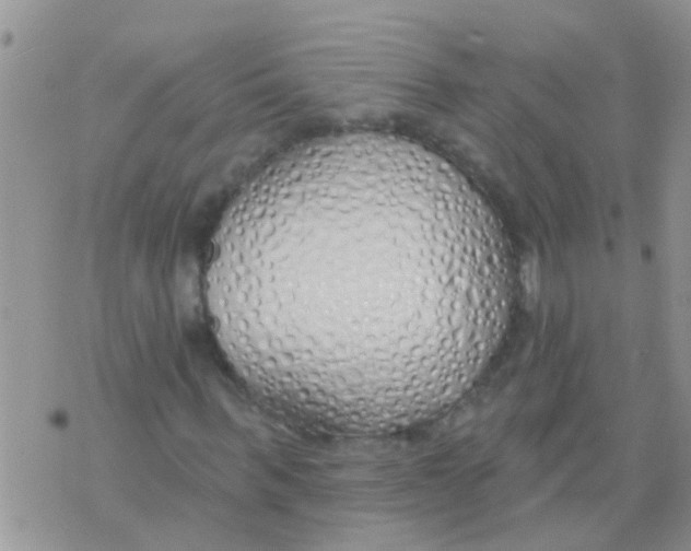 X0000073930963200609082259