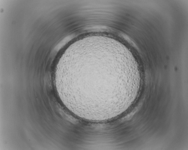 X0000073930970200609082259