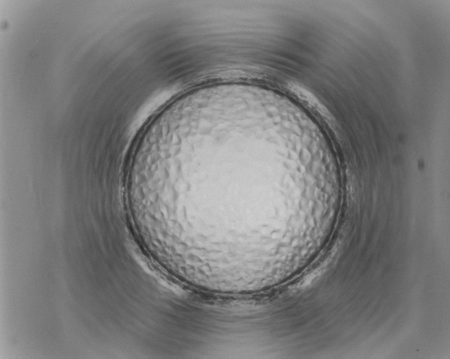 X0000073930986200609082258