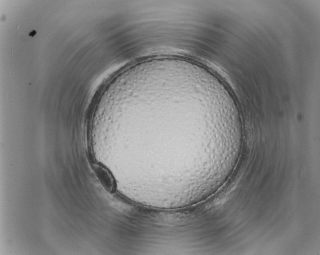 X0000073930987200609082258