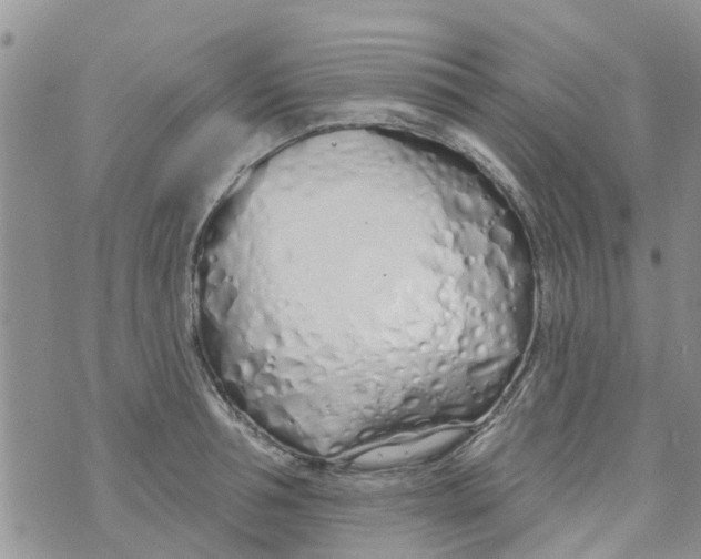 X0000073930994200609082258