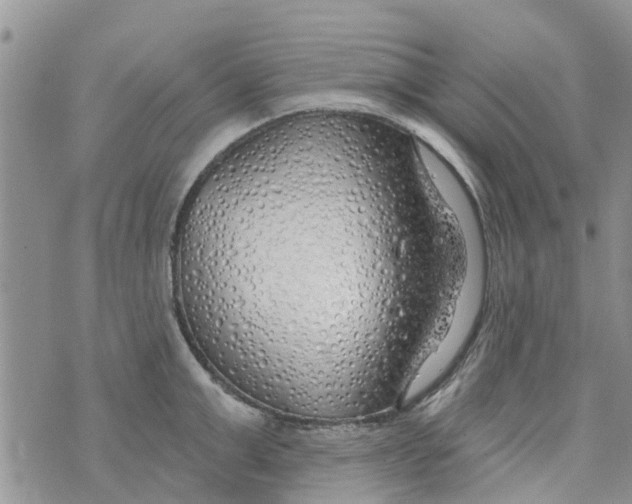 X0000073930999200609082258