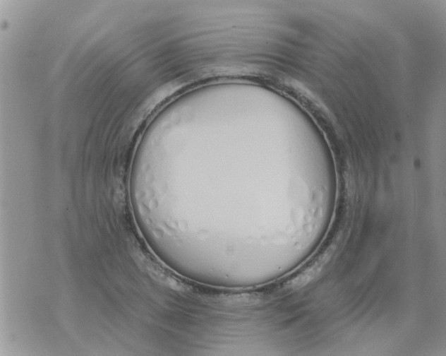 X0000073931025200609082257