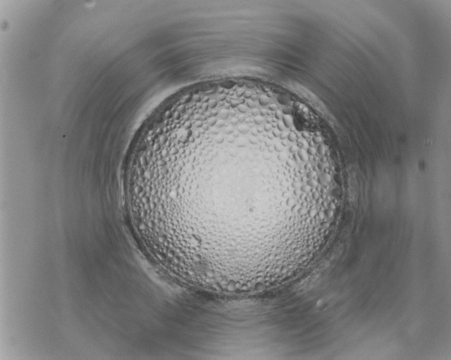 X0000073931031200609082258