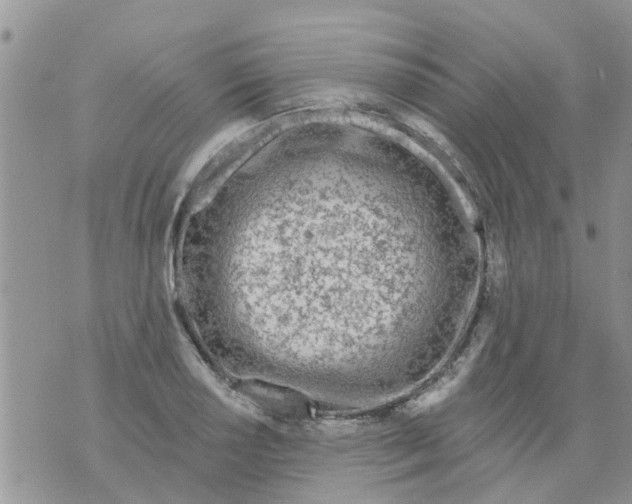 X0000073931034200609082258