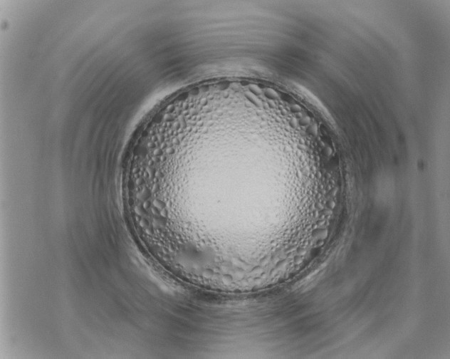 X0000073931035200609082258