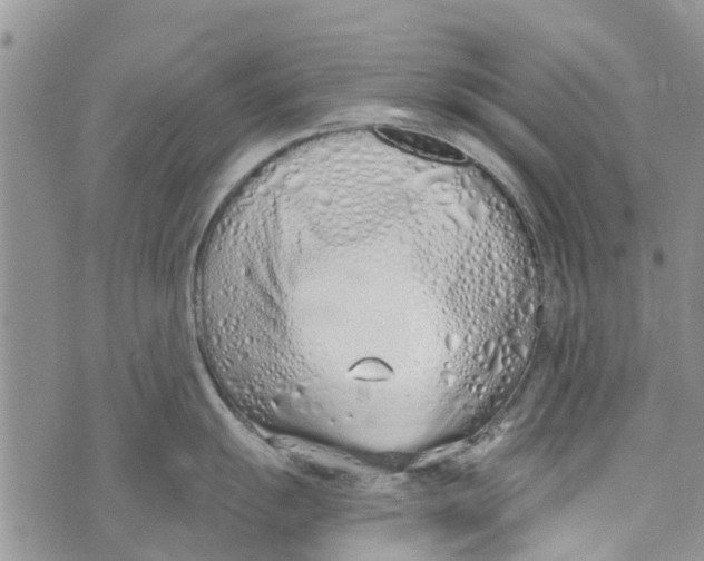 X0000073931055200609082258