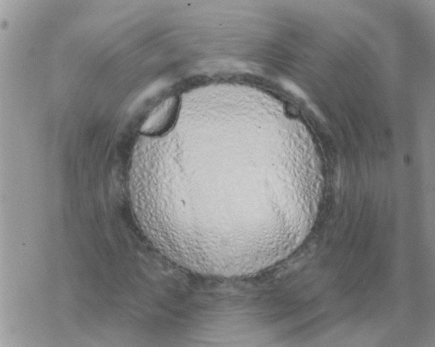 X0000073931063200609082257