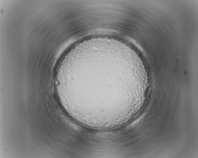 X0000073931075200609082257