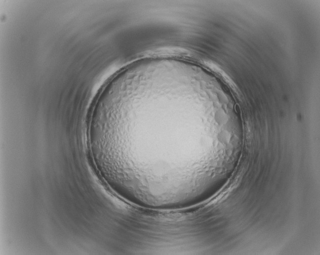 X0000073931083200609082257