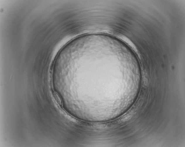 X0000073931096200609082257