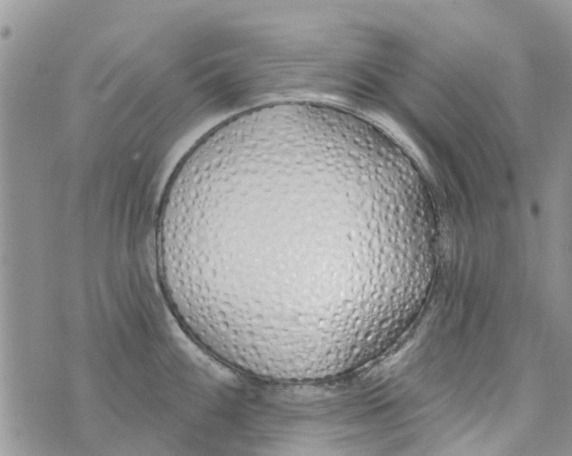 X0000073931100200609082256