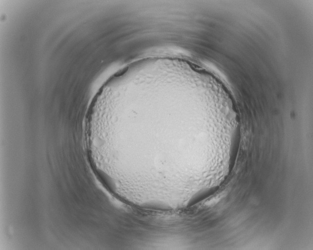 X0000073931103200609082256